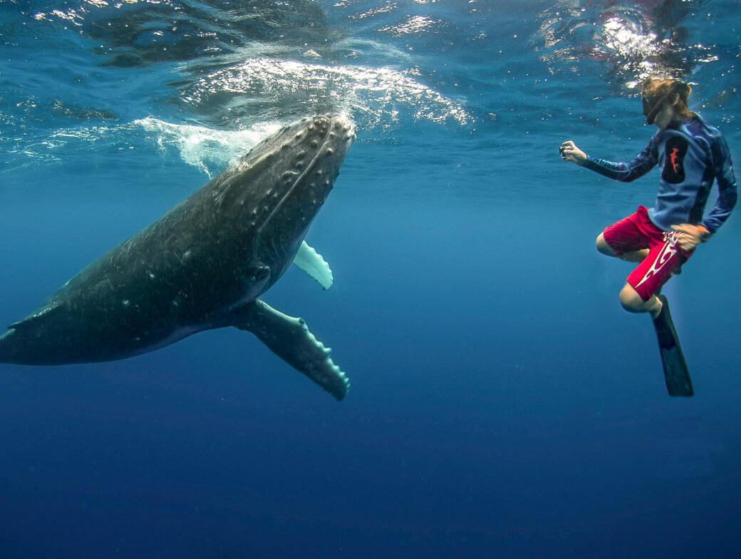 A scuba diver watching a whale underwater.
