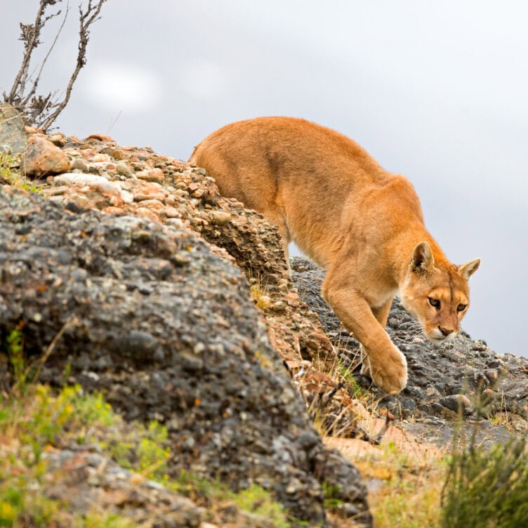 A puma with tawny fur cautiously descends a rocky hillside, surrounded by sparse grass and overcast light—capturing one of the must-see 2026 moments in wildlife exploration.
