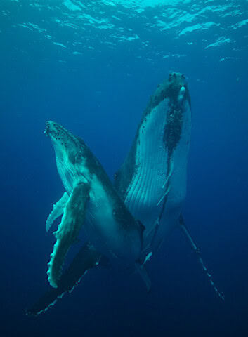 Two humpback whales, one smaller and one larger, swim together in the deep blue ocean waters of Tonga, illuminated by sunlight from above.