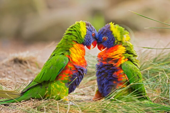 Two vibrantly colored parrots with green, yellow, orange, and purple feathers face each other amidst the lush grass of Papua New Guinea.
