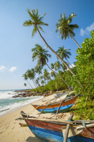 Several traditional fishing boats are lined up on a sandy beach in Sri Lanka, with tall palm trees and lush greenery under a clear blue sky. Waves gently hit the shore, and there are rocks in the background.