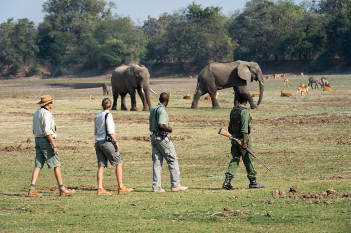 Four people, including two tour guides and two rangers, walking in a grassland area with elephants and antelope in the background.