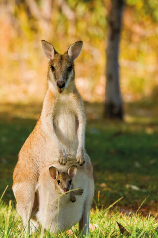 A kangaroo standing upright on the grass with a joey peeking out from its pouch, set against the background of Tasmania's trees and blurred foliage—a perfect snapshot showcasing one of the region's natural attractions for tourism.