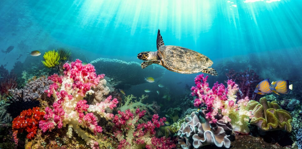 A sea turtle swims over vibrant coral reefs in Papua New Guinea, with sunlight streaming down through the clear blue water.