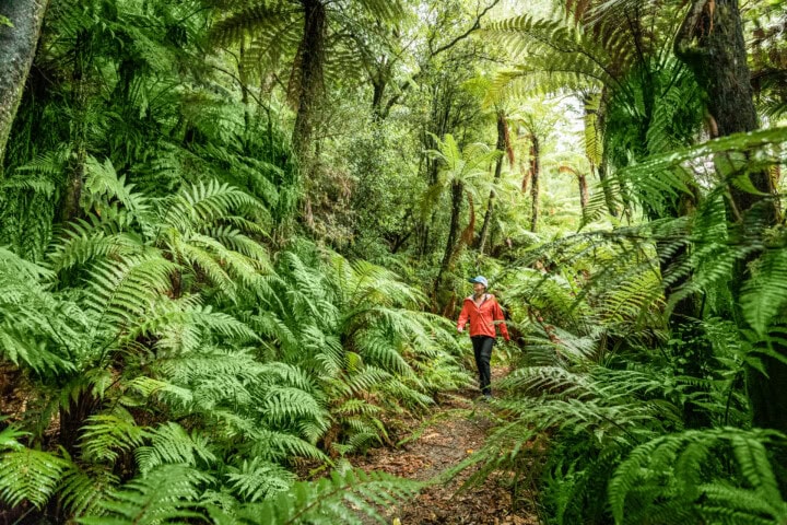 A person in an orange jacket walks along a narrow dirt path surrounded by dense, lush green ferns and trees in a New Zealand forest.
