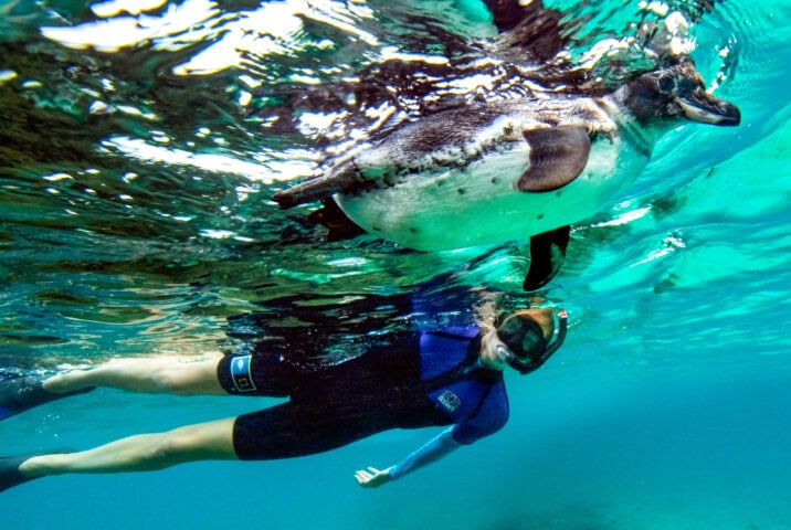 Galapagos penguin and swimmer underwater