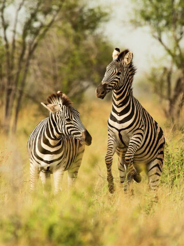Two zebras stand amid tall grass and sparse trees in their natural habitat in Zambia. One zebra faces forward, while the other turns its head to the side.