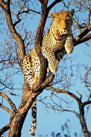 A leopard rests on the branches of a leafless tree in Zimbabwe, gazing forward with a blue sky background.