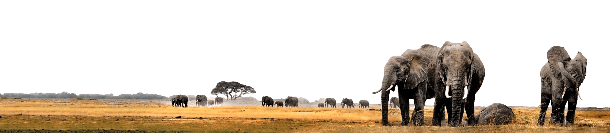 A herd of elephants travels across a grassy plain with trees in the background, creating a picture-perfect scene ideal for an unforgettable safari vacation.